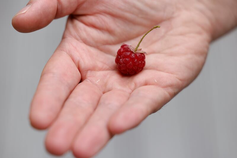 A raspberry from Charlemont Deck culture garden. Photograph: Nick Bradshaw/ The Irish Times