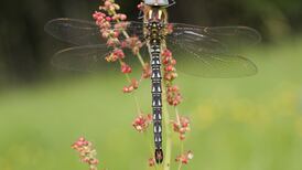 Irish dragonflies: Supreme killing machines