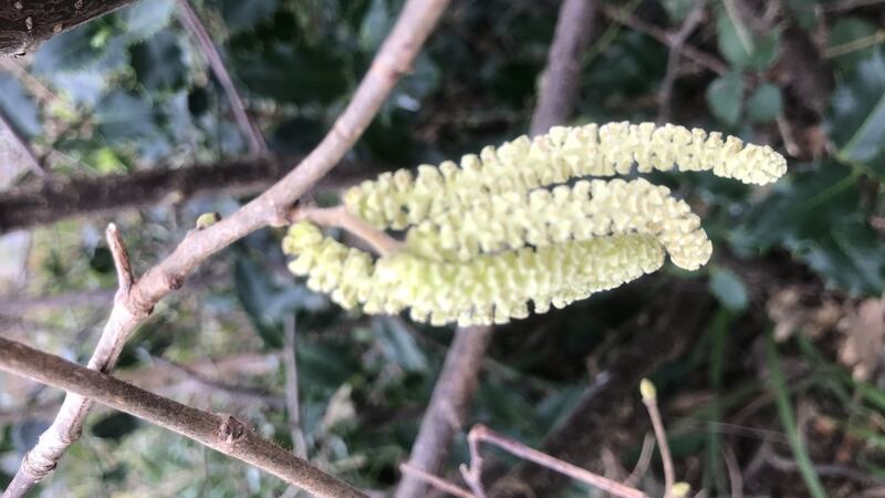 Male catkin flowers  of the hazel tree