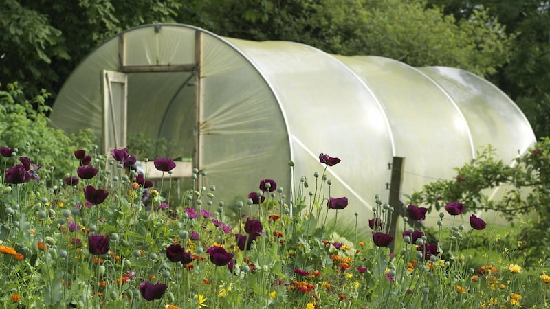 Polytunnel love: hordes of gardeners around Ireland have invested in a tunnel in recent years