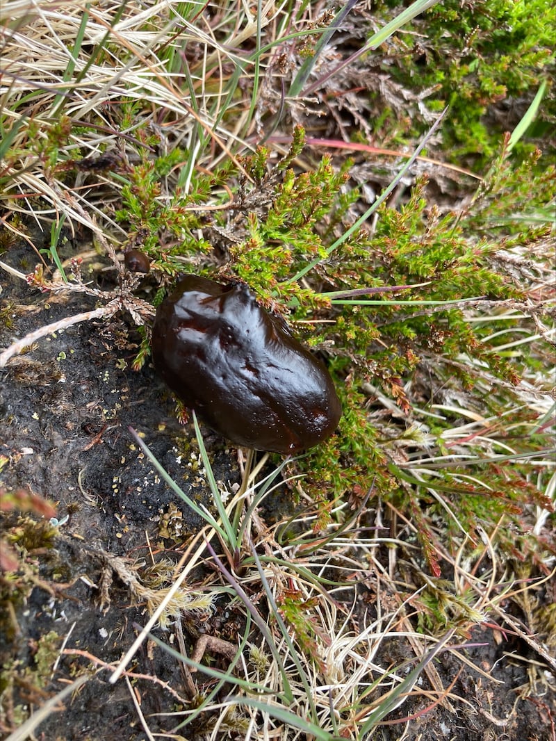 The dropping of a red grouse. Photograph: Senan Glynn