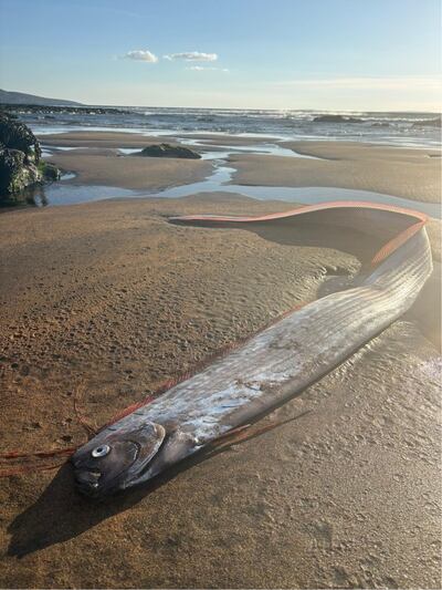 The oarfish was found on Fanore beach in Co Clare. Photograph: Beatriz Oliveira de Souza
