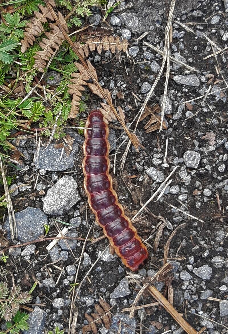 Caterpillar of the goat moth