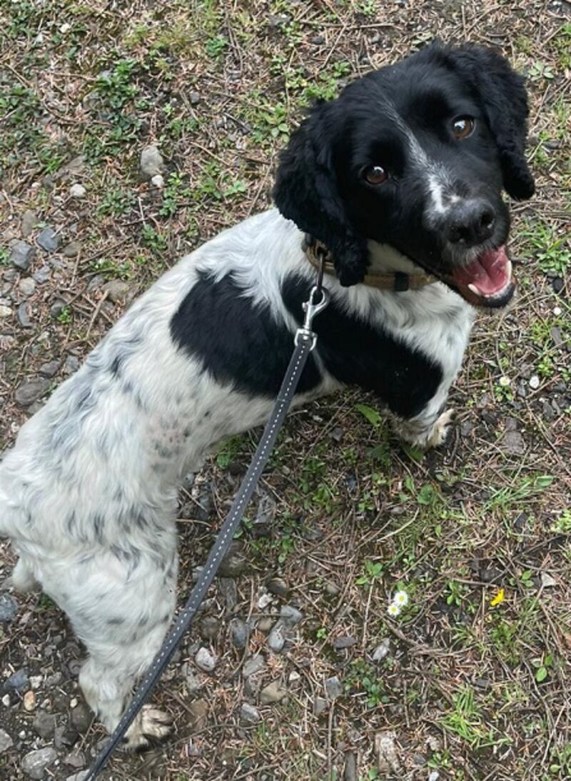 Jasper, who helped uncover the drugs seized by Revenue officials.