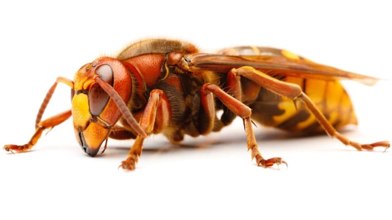 Vespa crabro, the European hornet. Photograph: Thinkstock