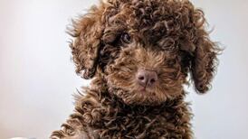 A mardi gras for mutt and man #DoggieDo