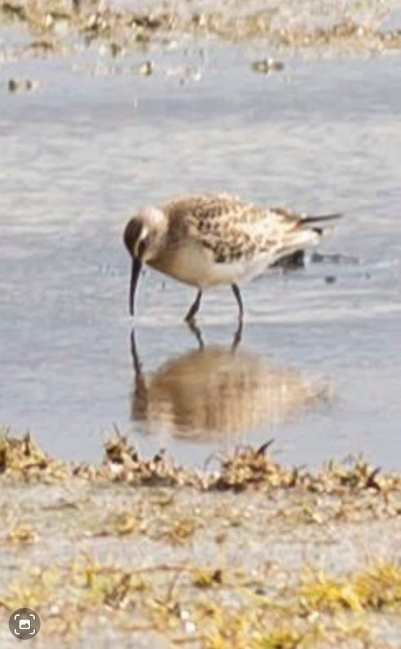 Curlew sandpiper. Photograph via Sinead Craig