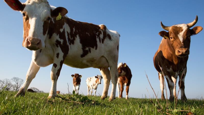 The Commission endorsed use of agricultural wastes in anaerobic digesters to generate biomethane. Photograph: Robert Perry/EPA