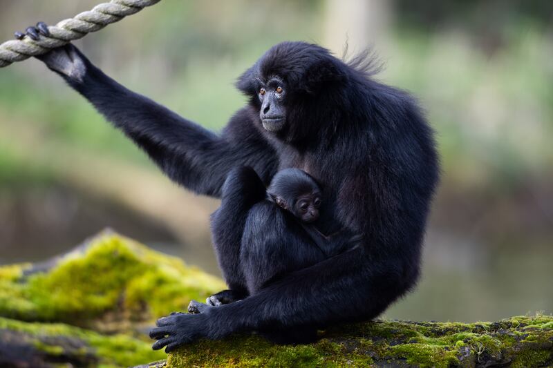 Staff at Fota Wildlife Park have not yet been able to determine the gender of the young gibbon. Photograph: Darragh Kane