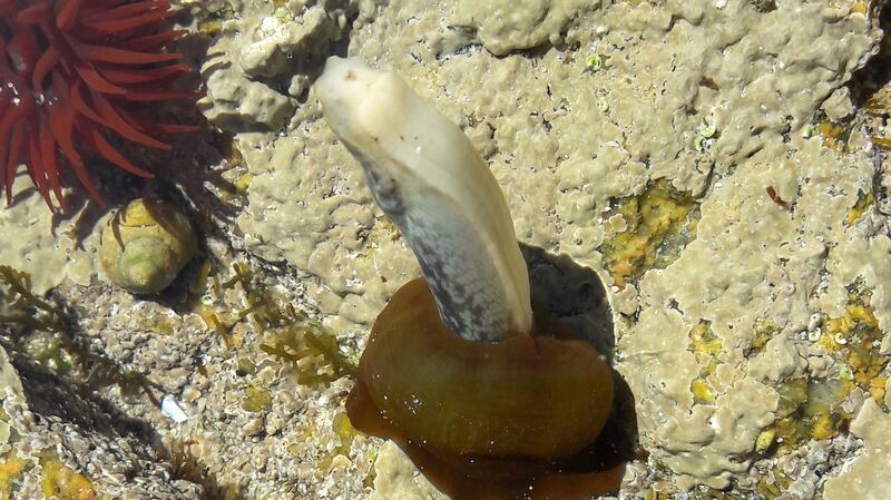 Anemones