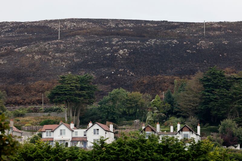 Heathland on Howth Head, Dublin. Photograph: Alan Betson


