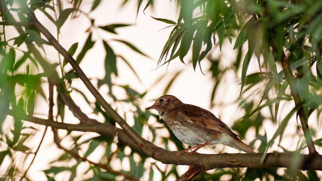 Lee succeeds extravagantly in revealing an indebtedness we have to the nightingale for its gift of music and for the creative stimulus it provides for many moods from the amorous, the awestruck to the deeply melancholic.