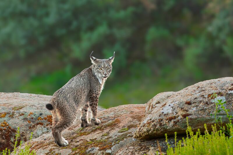 Iberian lynx (Lynx pardinus). Photograph: iStock