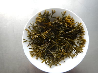 Channel wrack: A versatile, attractive seaweed rich in omega 3 fatty acids and great for cooking