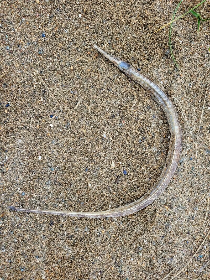Pipefish. Photograph supplied by Linda Duggan