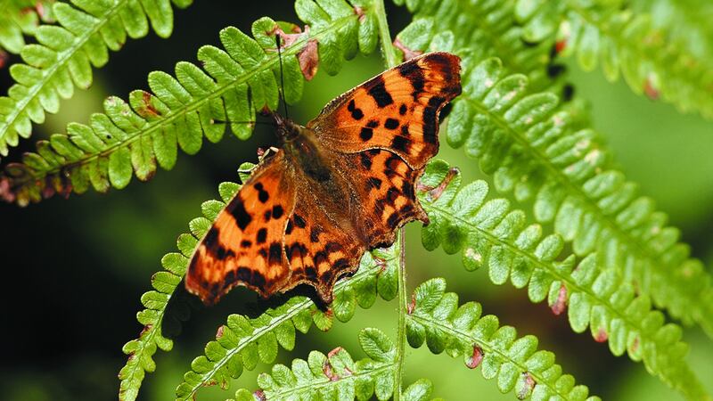 Comma butterfly. Photograph courtesy  Paddy Dwan