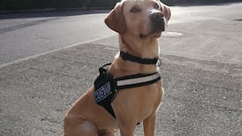 Revenue dog sniffs out cannabis labelled as Star Wars Lego