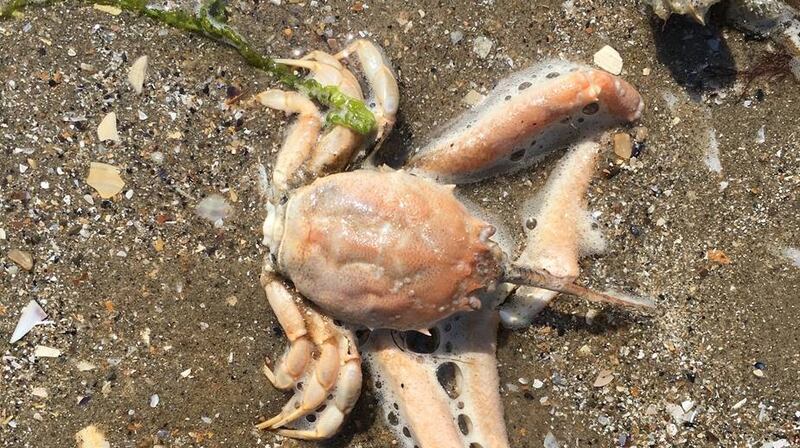 A masked crab on Portmarnock beach. Photograph: Emily Byrne