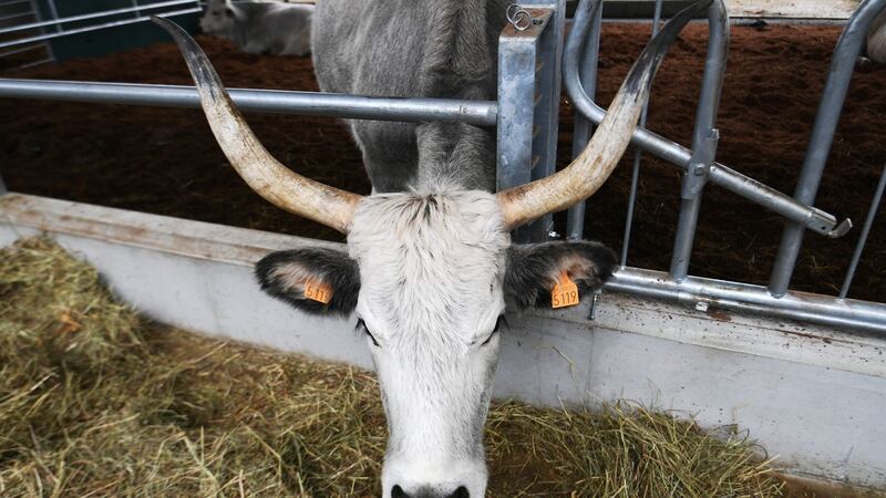 A Chianina cow  at FICO Eataly World. Photograph: Getty Images
