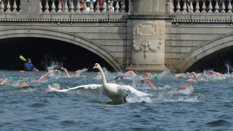 PRESS PHOTOGRAPHER OF THE YEAR:  Alan Betson –   A flock of swans pass swimmers in the 95th Liffey Swim last September, one of Irish Times photographer Alan Betson’s pictures from his winning portfolio which won him the overall PPAI Press Photographer of the Year. The Liffey Swim photo essay also earned Betson a 1st in the Reportage category.