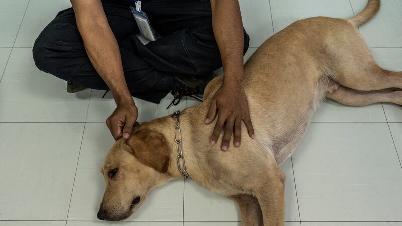Bravo, a Labrador, rests during a training session. Photograph: Adam Dean/The New York Times