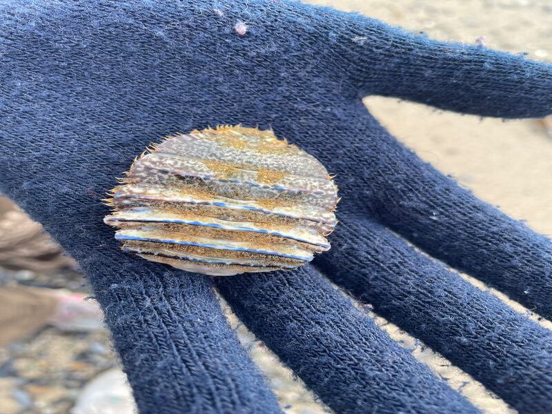 Part of the underside of a female lobster? 