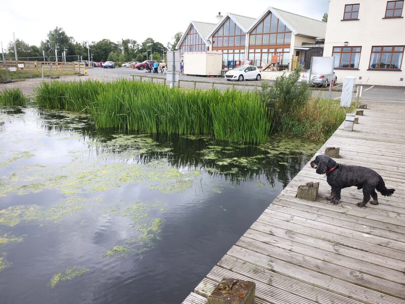 Algae in the harbour at Ballyronan marina on the shore of Lough Neagh last week. Photograph: Stephen Davison