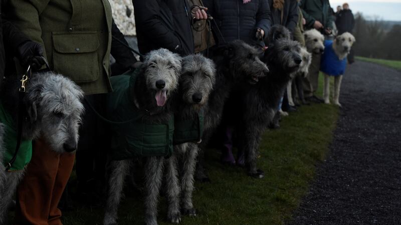 Irish wolfhounds  during the winter solstice at  Newgrange, Co  Meath. Photograph: Clodagh Kilcoyne/Reuters