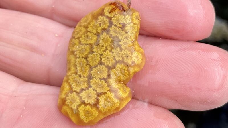 Star Ascidian
