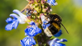 What were all the orange mites I saw on a bumblebee? Readers’ nature queries