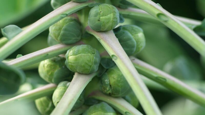 Brussels sprouts. Photograph: Richard Johnston