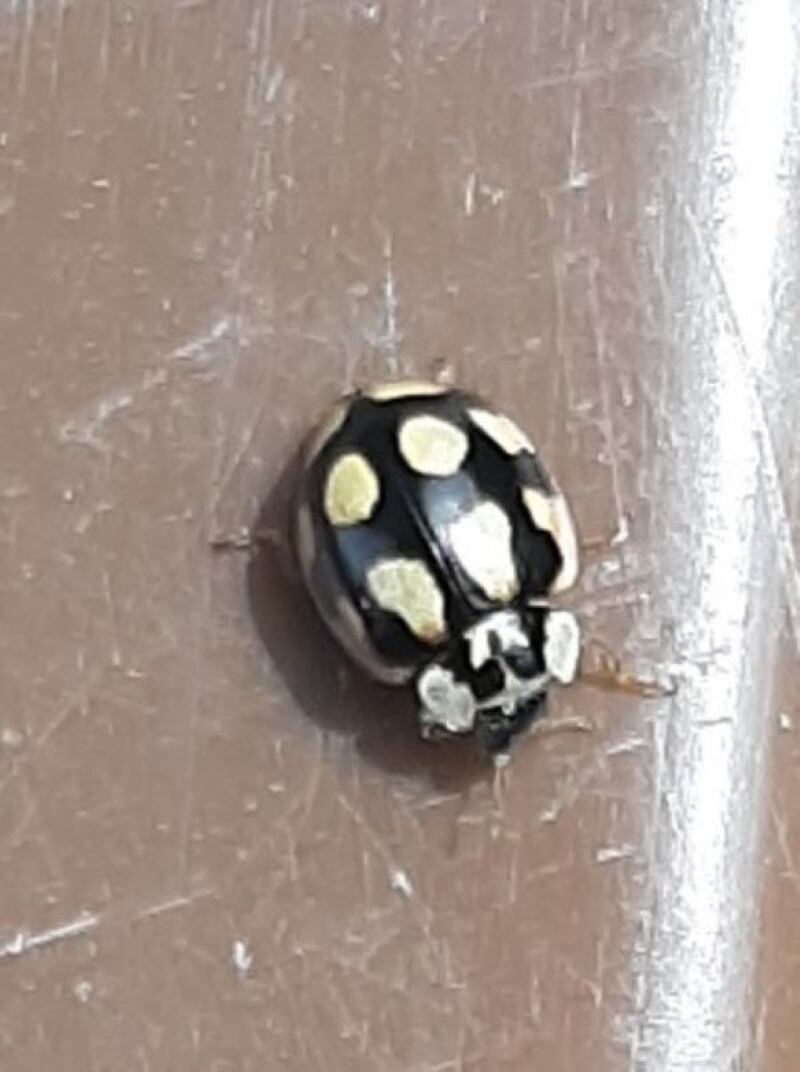 14-spot ladybird, supplied by Paul Aiken