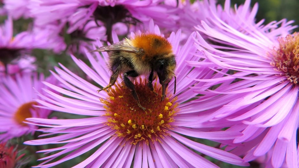 Most pollination in Ireland is carried out by bees as they feed their young exclusively on pollen