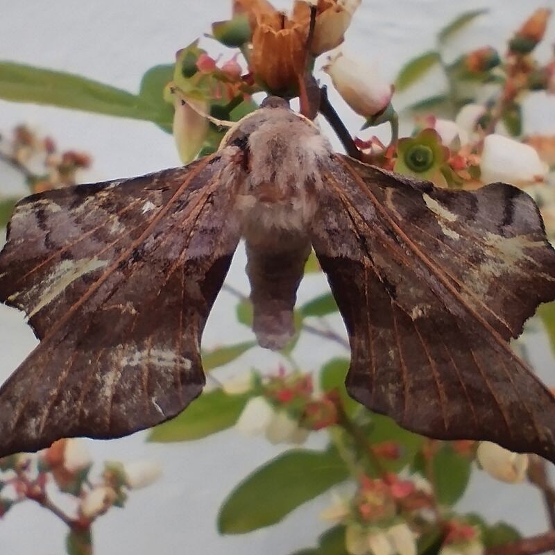 Poplar hawk-moth. Photograph supplied by Geraldine O'Daly