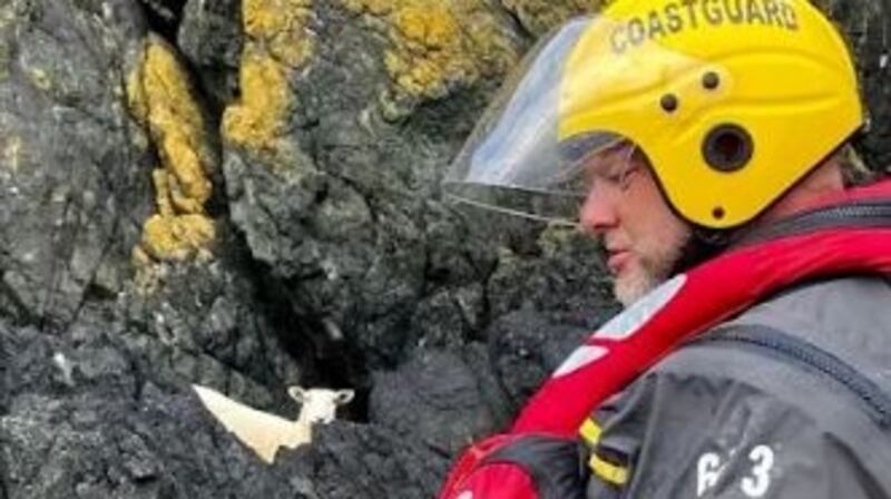 The sheep attempted to escape his rescuers by running for a nearby cave.