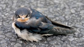 Eye on Nature: Your notes and queries for Ethna Viney