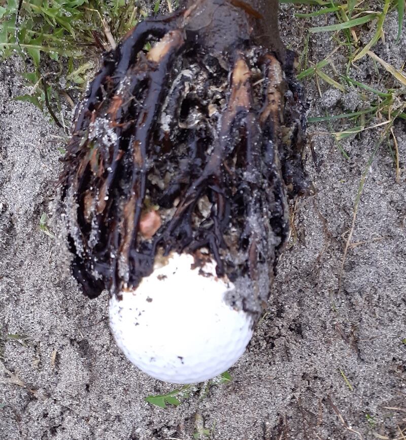 Kelp on  a golf ball