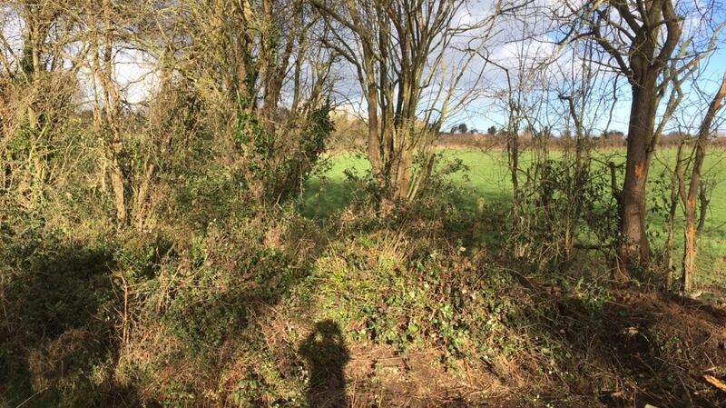 A hedgerow near Limerick Junction prior to its removal by Irish Rail
