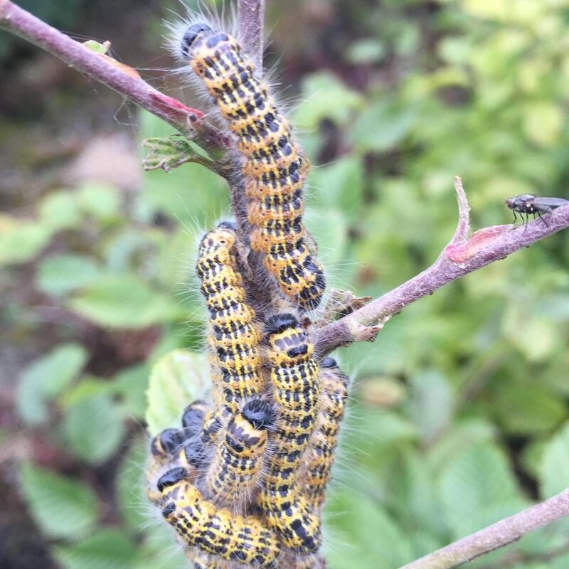 Caterpillars