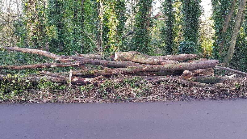 Several mature trees were felled during the clearance work. Photograph: Barry Roche