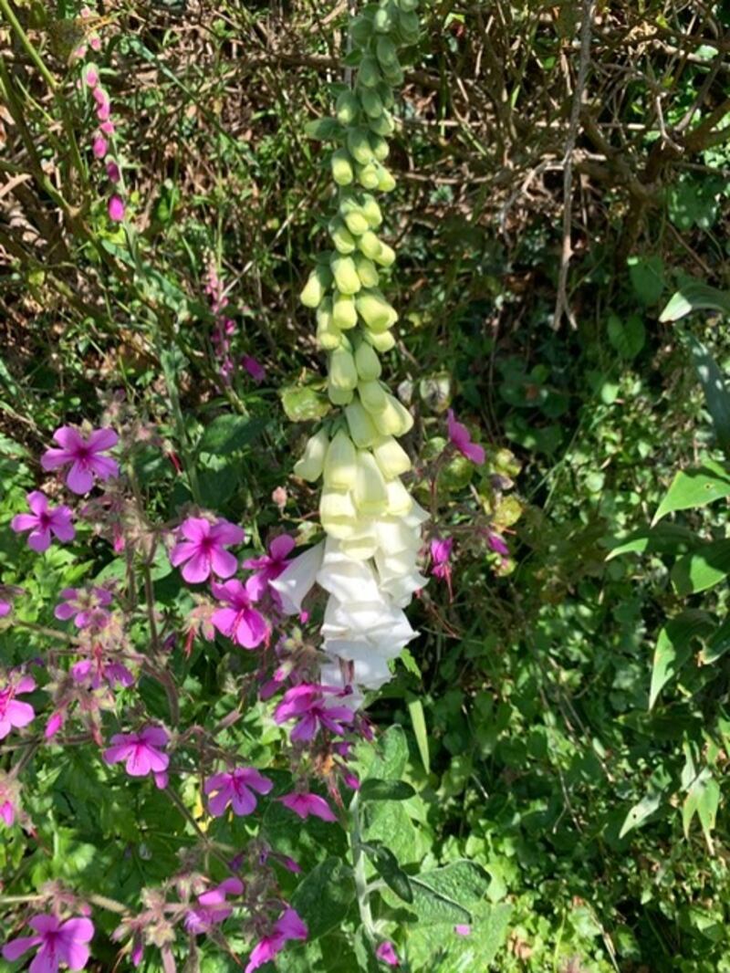White Foxglove. Photograph: Aubrey Flood