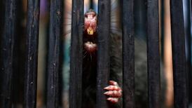 Victims’ tears deter rodent paedophiles