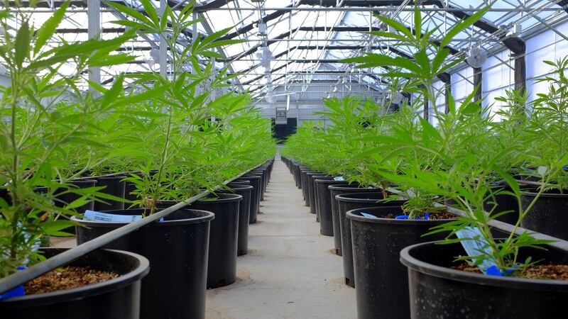 Marijuana plants grow in a greenhouse at the Los Suenos Farms facility in Avondale, Colorado. Photograph: Matthew Staver/Bloomberg via Getty Images