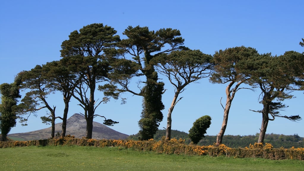 Scots Pine planted in the mid 19th century near Delgany, Co Wicklow