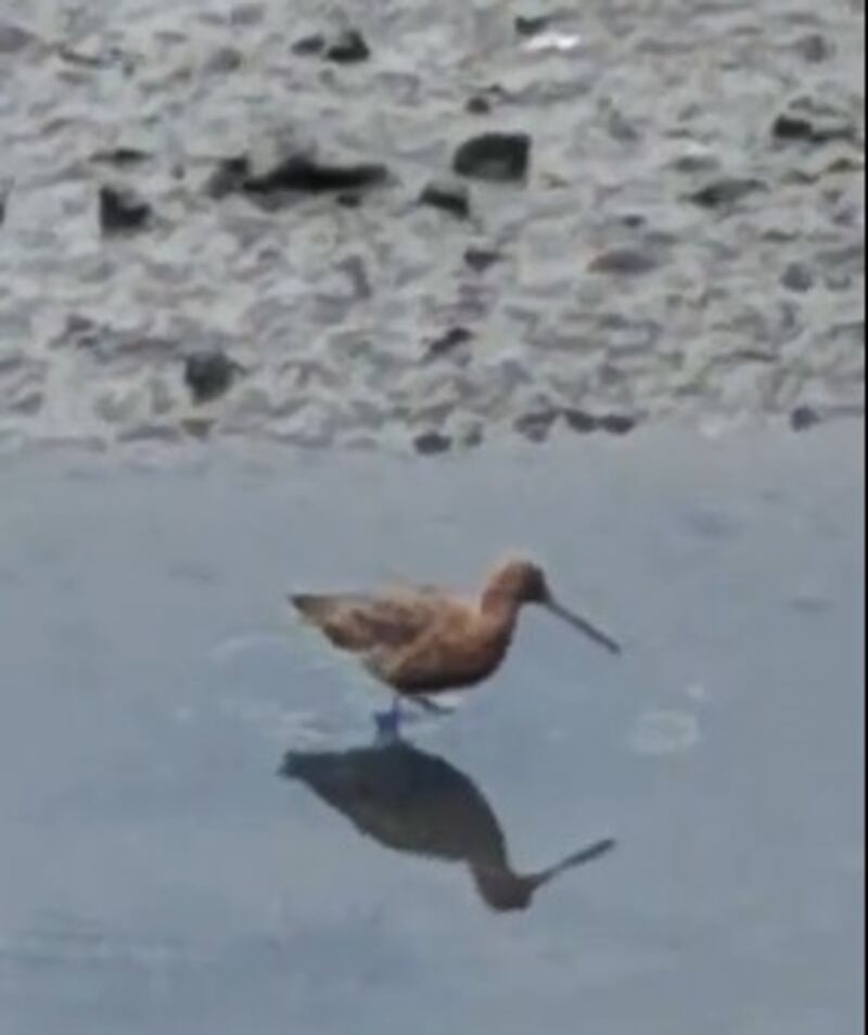 Bar-tailed godwits are winter visitors to Irish shores and most have already left by now on their journey to breeding grounds in Scandinavia and further afield. Photograph: Finn O'Leary