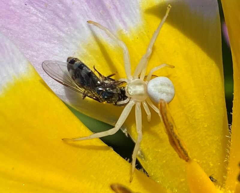 Flower spider