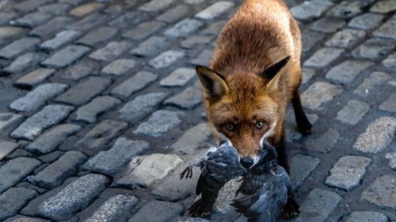Sam was pictured eating a pigeon in Temple Bar in early May. Photograph: Paul Lanigan