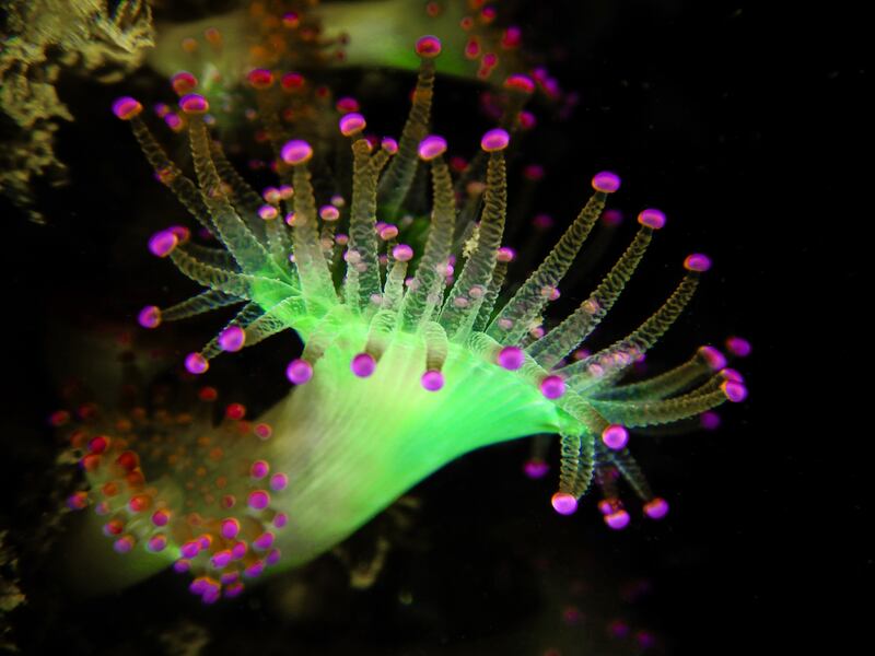 Underwater category