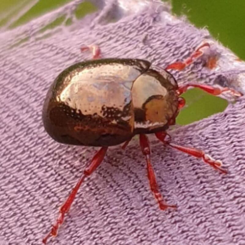 Leaf beetle