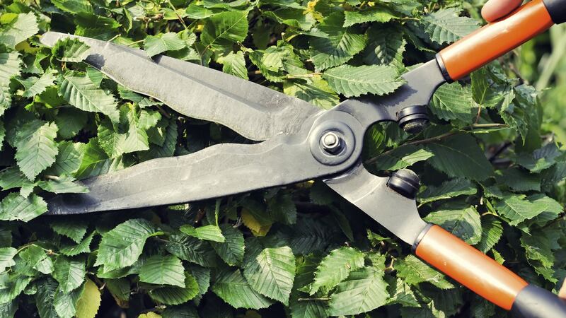 A hornbeam hedge being trimmed. Photograph: iStock